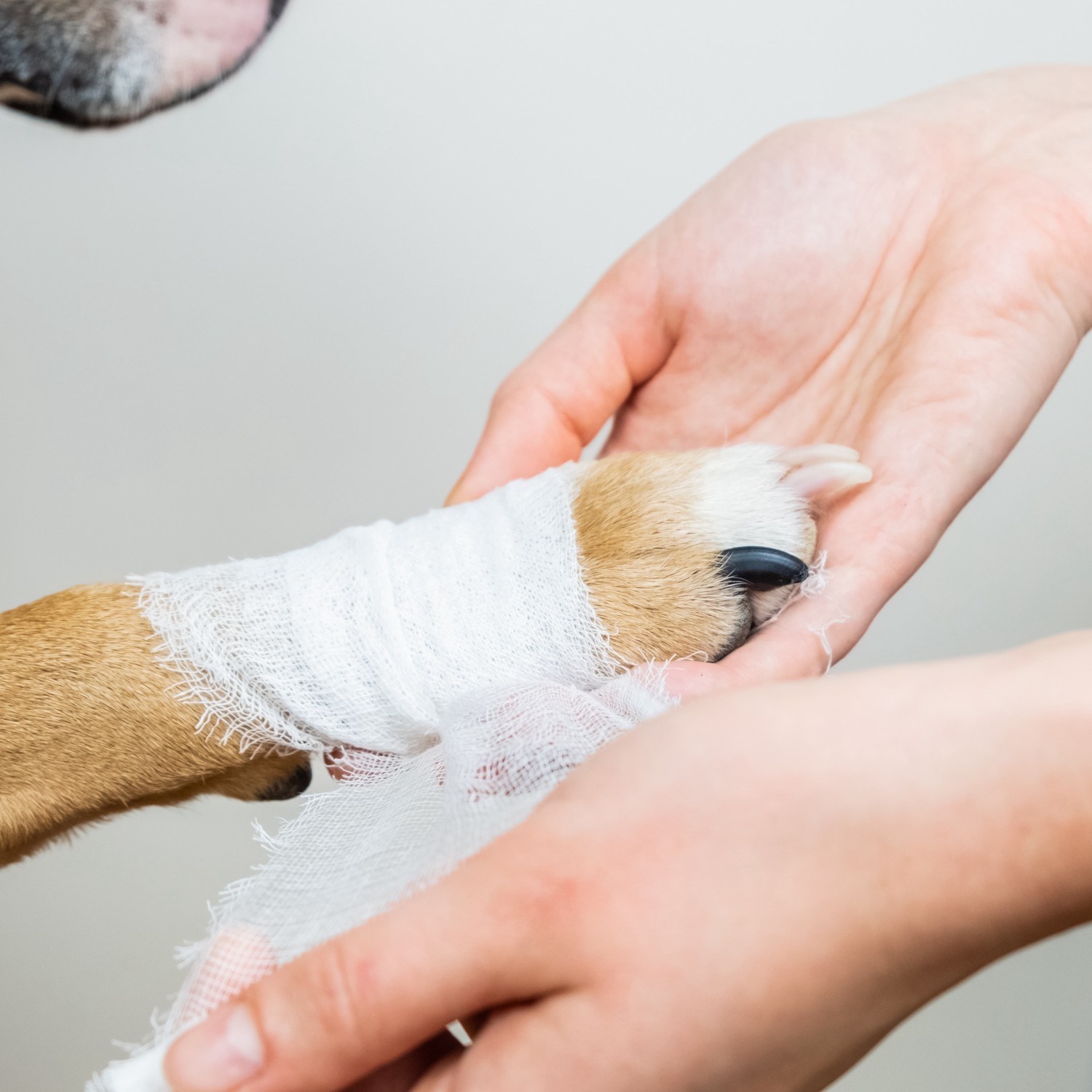 Veterinarian Wrapping Dogs Leg Veterinarian Wrapping Dogs Leg
