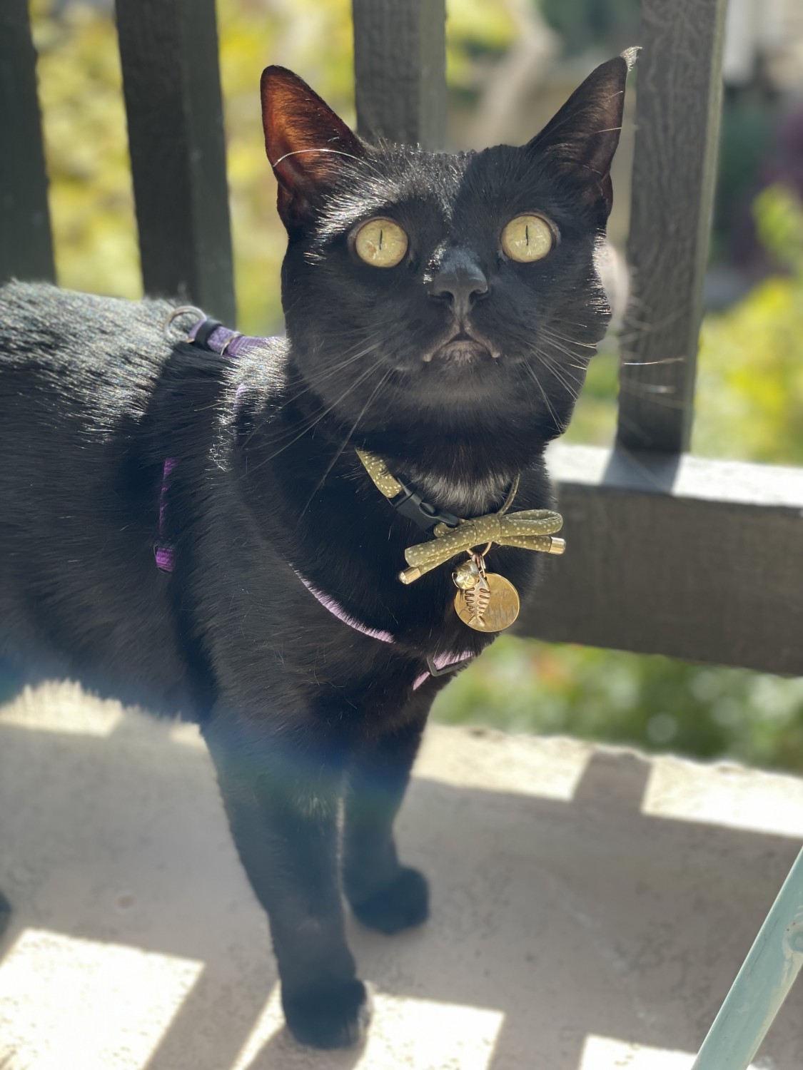 Black cat outside on porch Black cat outside on porch