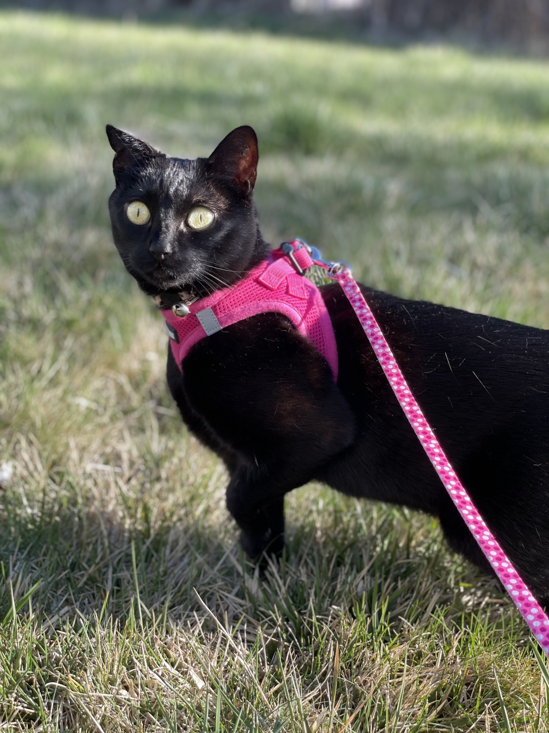 Black cat outside in a harness Black cat outside in a harness
