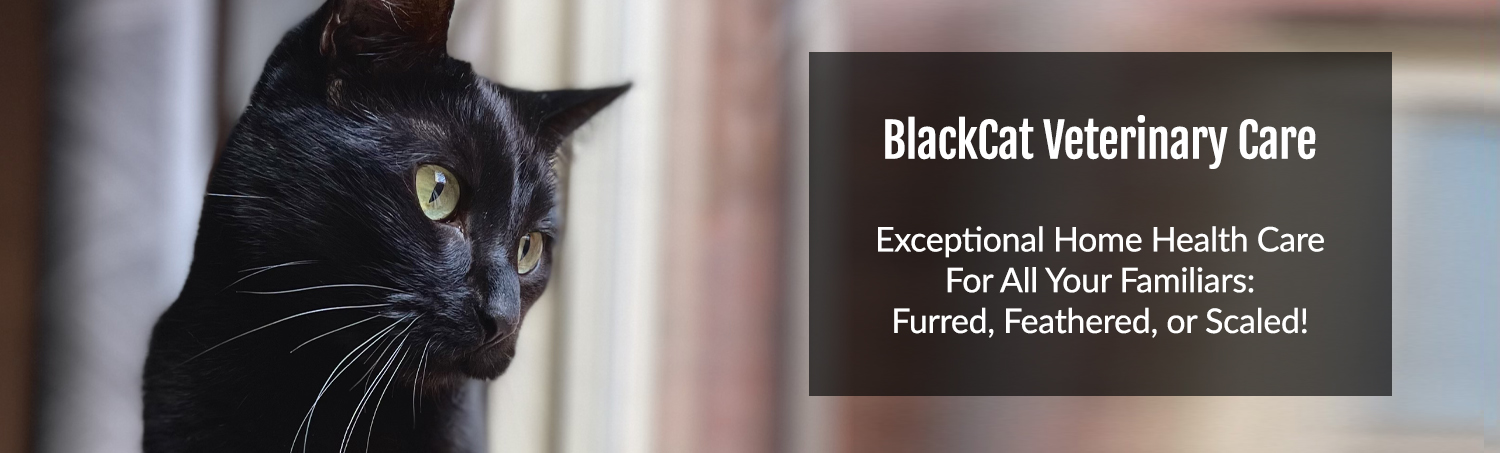 Black cat header image