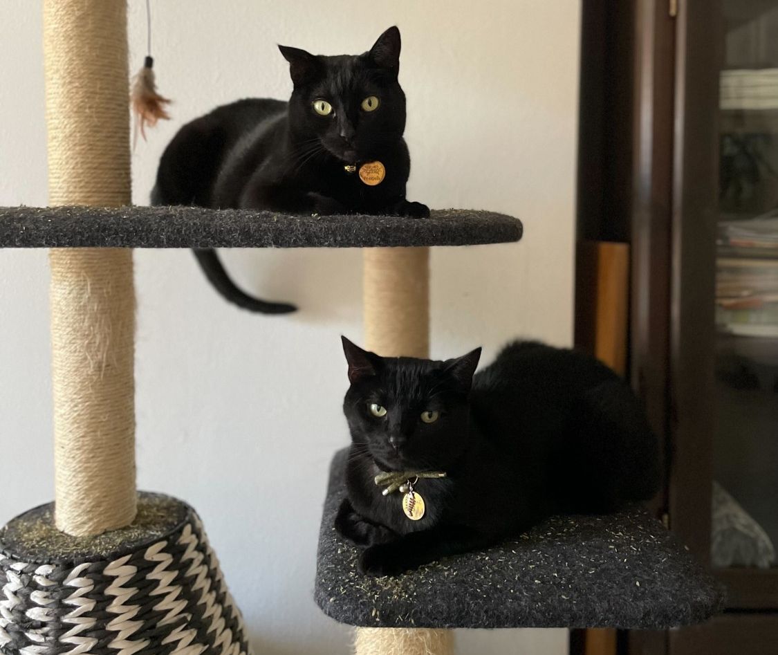 Two Black Cats on Cat Tree