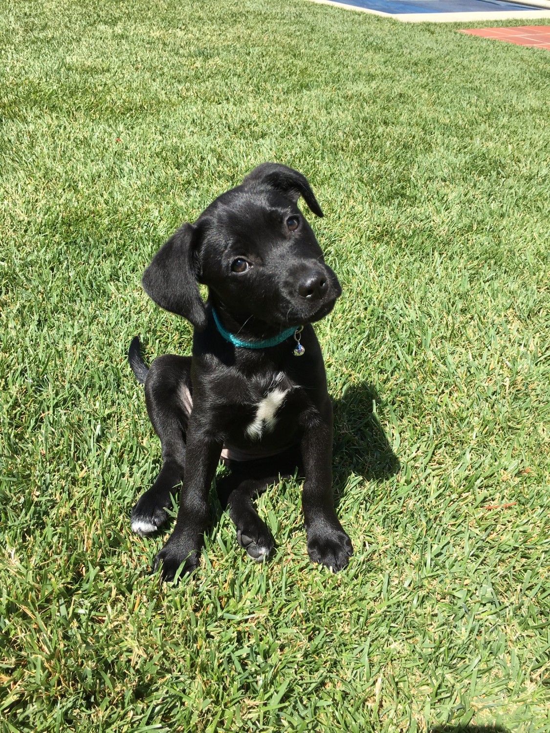 Black puppy in grass