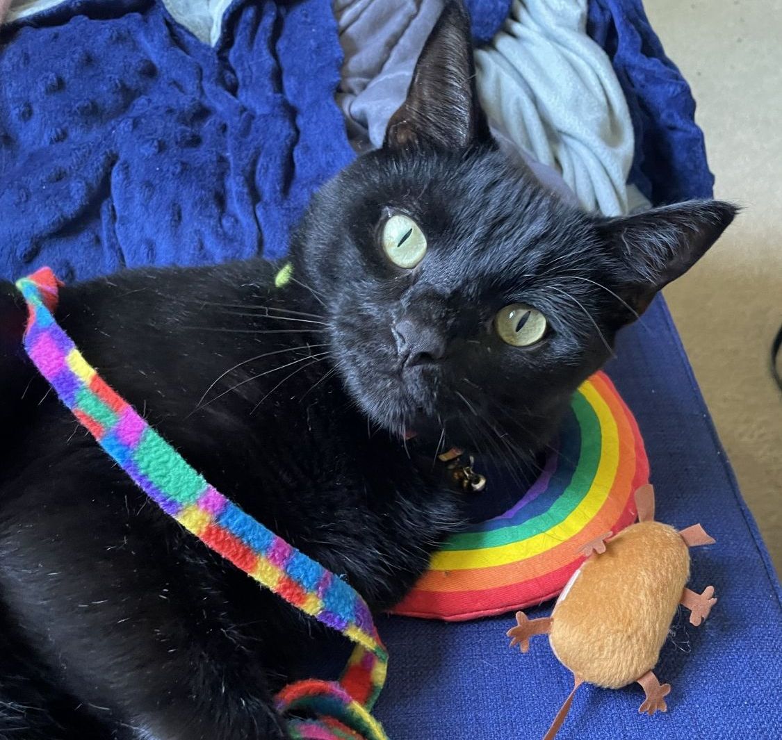 Black Cat with Toy